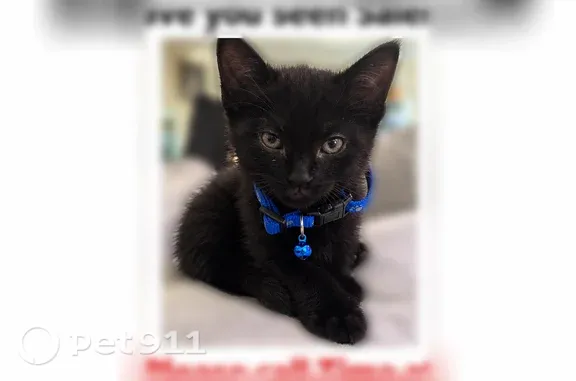 Lost male cat, West Cherry Street, 118, Hicksville — black kitten with bells - photo