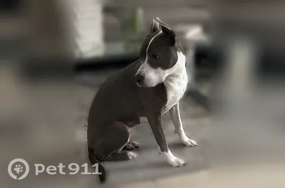 Lost dog, Southwest 140th Avenue, 27921, Homestead, Fort Lauderdale — female pitbull-greyhound mix, 50 lbs - photo