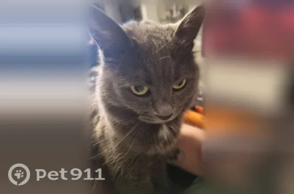 Lost cat, Litewood Lane, 142, Mooresville — female, sweet and indoor-only - photo
