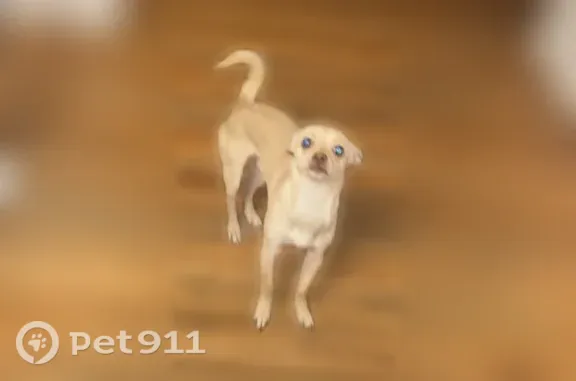 Lost dog, West 6th Avenue Frontage Road, 8400, Lakewood, Lakewood — male white/tan chihuahua - photo