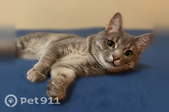 Missing cat Summerfield, photo: Lost cat, Willow View Drive, 505, Greensboro, Summerfield — male, grey tabby