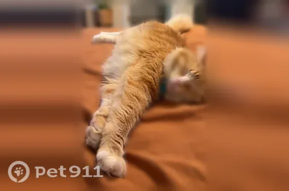 Lost cat, Orlene Road, 58, Mary Esther — friendly male with orange fur and white belly - photo