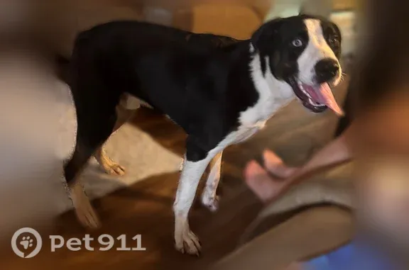 Found dog Austin, photo: Found dog, Natali Street, 504, Austin — young male with lots of energy