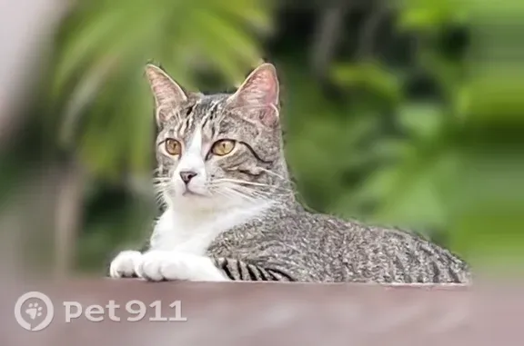 Lost male cat, Southwest 65th Avenue, 6800, South Miami — reflective collar - photo