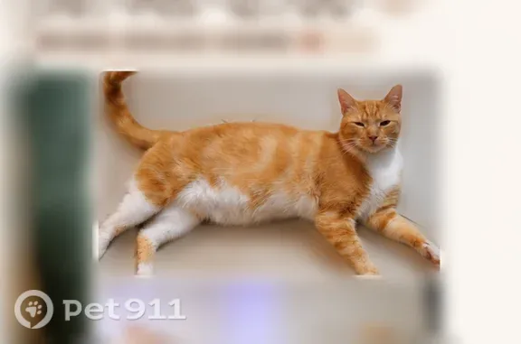 Lost cat, Salt Marsh Circle, West Melbourne — male with an orange coat and white chest - photo