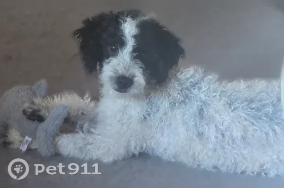Found male dog, Webb Street, 2...