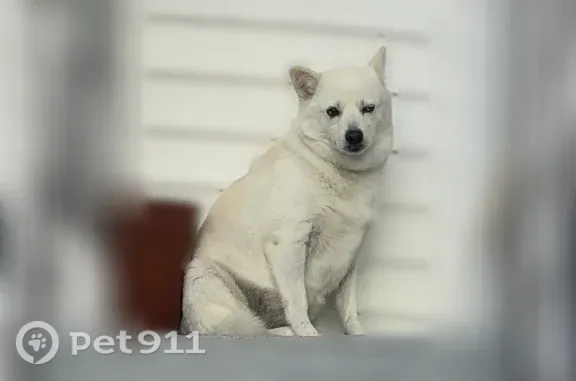 Found dog Boston, photo: Found female dog, Larkin Street, Revere, Boston — small white Husky with different-colored eyes