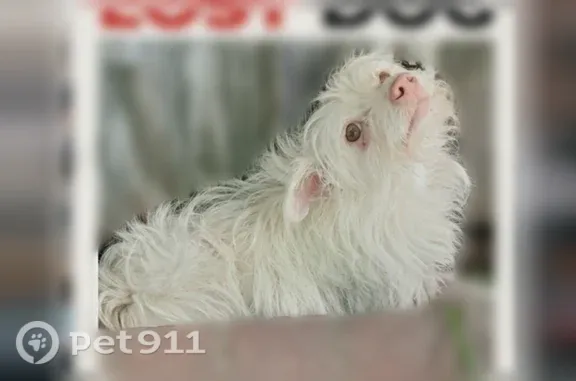 Lost Dog, Highland, California, Los Angeles — Female with White Fur and Pink Nose - photo