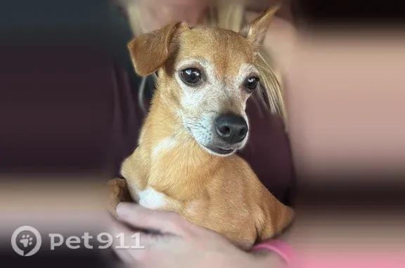 Lost dog, Willow Creek Road, 3144, Prescott — male tan Chihuahua, very timid and scared - photo