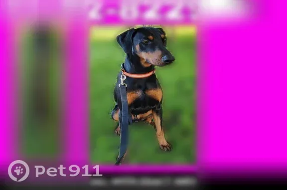 Lost dog, Forest Drive, 603, Fenton — male Doberman, black and tan - photo