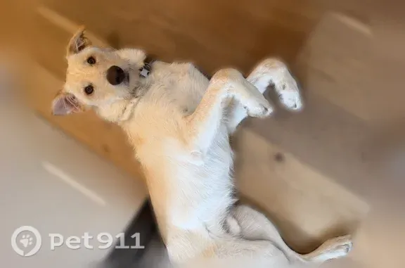 Lost male dog, Scott Station Lane, 4016, Scott, Jefferson City — friendly cream-colored puppy with a beard - photo