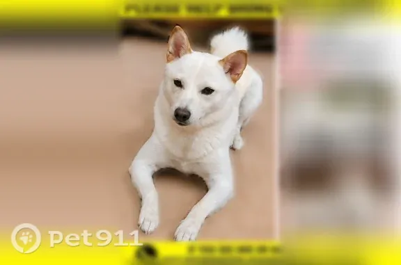 Lost dog, Jessup Road, 382, West Deptford, Thorofare — female Shiba Inu - photo