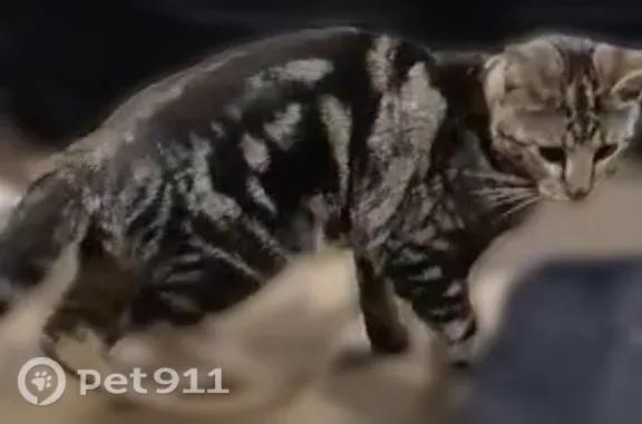 Lost cat, Hargrove Drive, 9450, Dallas — male with gray fur and black swirls - photo