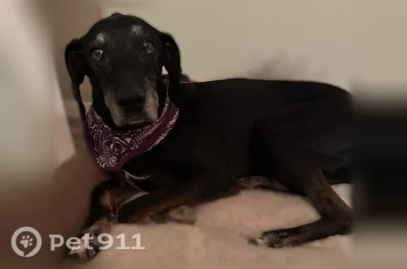 Lost dog, Quail Trail, Temple, Panama City — black Lab mix with gray eyebrows - photo