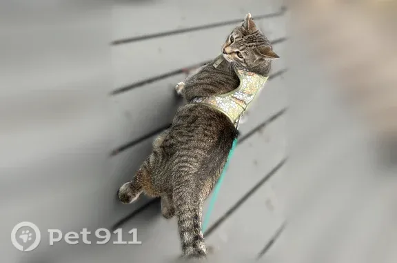 Lost and found pets Hermantown, photo: Lost cat, Tacony Street, 5918, Duluth, Hermantown — female tabby with folded ear tip