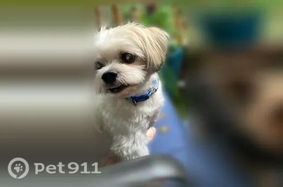 Missing dog Arlington, photo: Lost dog, Shannock Road, 88, South Kingstown, Arlington — small white Maltese mix