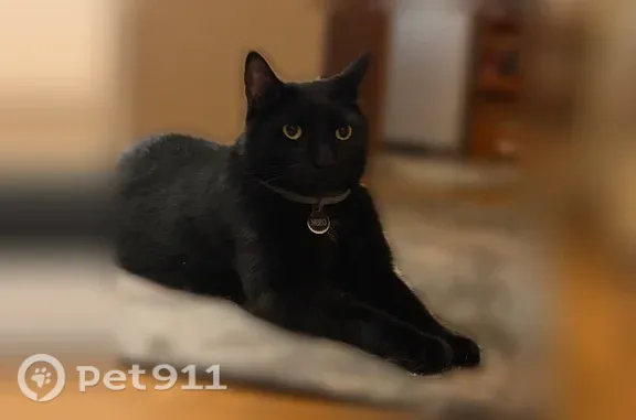 Lost male cat, Newbridge Road, 1424, North Bellmore, North Bellmore — friendly black cat - photo