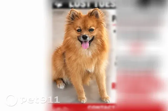 Missing dog Sahuarita, photo: Lost dog, South Tatanka Lane, 16256, Sahuarita — friendly light brown Pomeranian