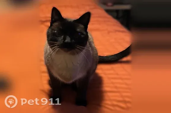 Lost cat, 164th Avenue Northeast, 2025, Ham Lake, Minneapolis — petite Siamese - photo