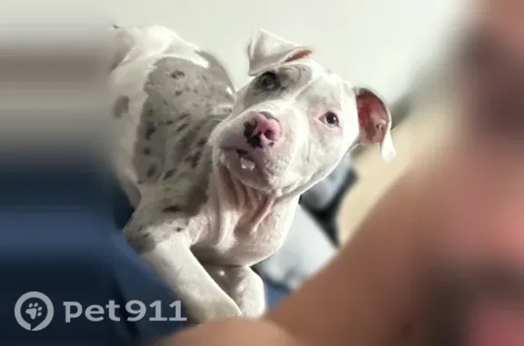 Lost male dog, Old Wake Forest Road, 5000, Raleigh, Cary — friendly, white with gray and black markings - photo