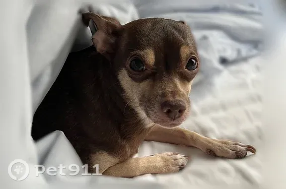 Lost dog, Greenwood Forest Drive, 12811, Houston, Houston — small Chihuahua mix with brown fur - photo