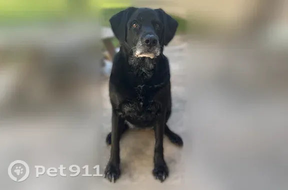 Lost Dog, Oakstream Drive, 1526, Houston — male with hip dysplasia - photo
