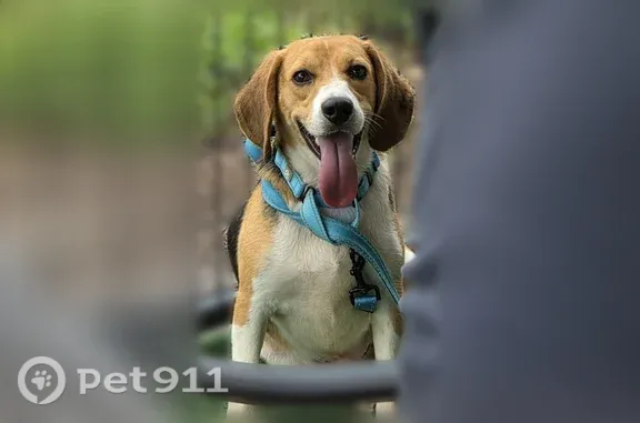 Missing dog Citrus Springs, photo: Lost Dog, West Citrus Springs Boulevard, 2412, Citrus Springs — male, no collar