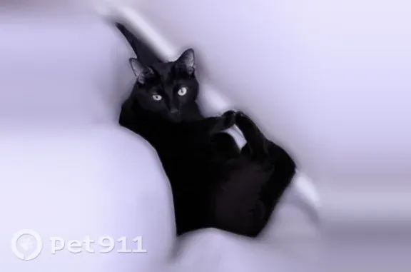Lost male cat, Louise Terrace, 144, Glen Burnie — all-black coat and bright green-yellow eyes - photo