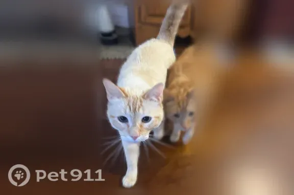 Lost male cat, Sachse Road, 5007, Sachse, Fort Worth — white coat, blue eyes - photo