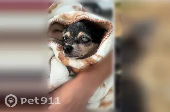 Lost female dog, Spinnaker Drive, Ventura — black and tan Chihuahua - photo