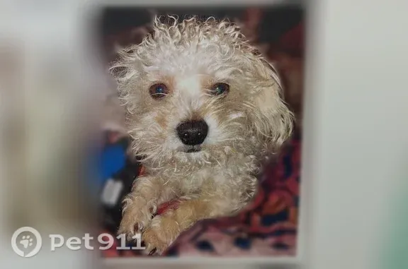Missing dog Norfolk, photo: Lost dog, Lee Street, 306, Hampton, Norfolk — short hair on back