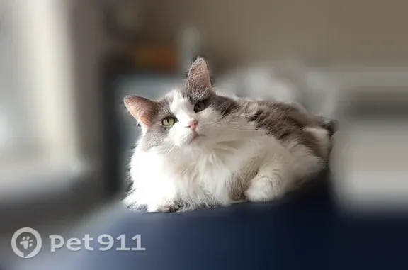 Lost female cat, Chandler Road, 1818, Statesboro — white and gray coat - photo