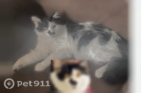 Missing cat El Paso, photo: Lost cat, Dyer Street, El Paso — male with a black beard and mustache