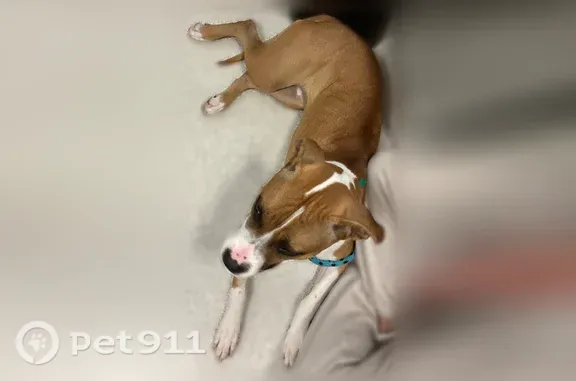 Lost dog, South Parker Road, Aurora — female Pitbull Boxer mix - photo