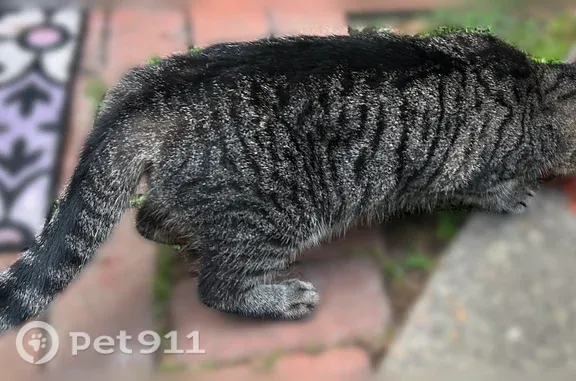 Found cat, Lafitte Avenue, 212...