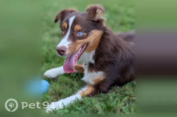 Lost dog, Virnankay Circle, 1848, Ann Arbor — female Australian Shepherd with a blue left eye - photo