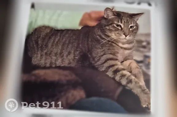 Missing cat New Franklin, photo: Lost male cat, Weaver Road, 6035, New Franklin — indoor cat with gray and black stripes