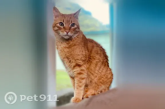 Lost male cat, Kamehameha Highway, Hauula, Hauula — eight-year-old orange tabby - photo