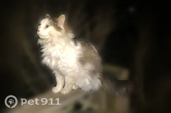 Lost cat, South Court Street, Marion — female with long hair and tabby patches - photo