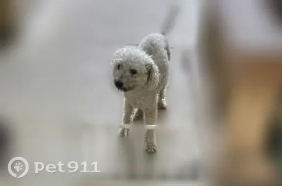Missing dog Corona, photo: Lost male dog, South Victoria Avenue, 826, Corona — limping on a back leg