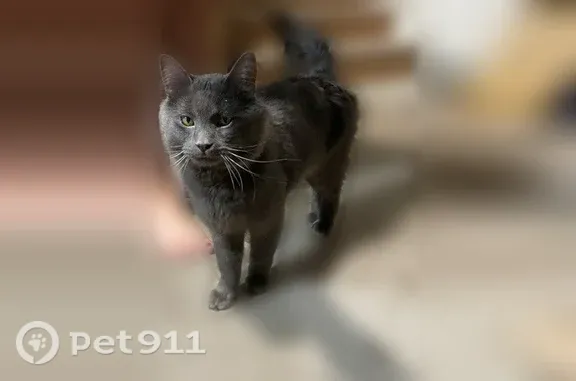 Found cat, Egg Lake Road North...