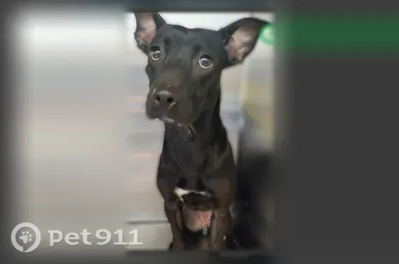 Lost dog, Eastcliff Drive, 705, Euless — female pit bull mix with a black harness - photo