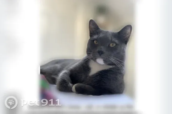 Lost cat, South Webster Street, 3, Haverhill — male with a white chest - photo