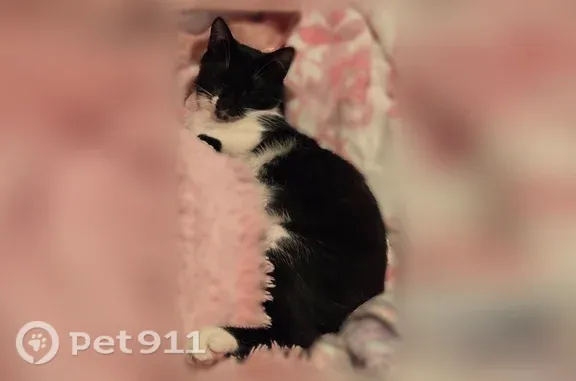 Missing cat Corpus Christi, photo: Lost cat, Alta Vista Drive, 3921, Corpus Christi — 1-year-old female tuxedo cat