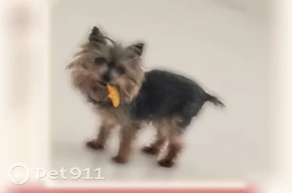 Missing dog Seffner, photo: Lost dog, Seffner, Florida — older female with a flea collar