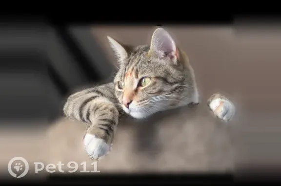 Lost female cat, Royal Avenue, 2595, Simi Valley — rhinestone collar and hot pink leash - photo