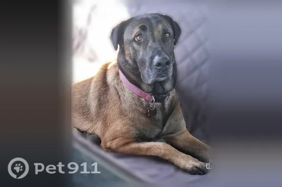 Missing dog Eagle Point, photo: Lost female dog, Crater Lake Highway, 15877, Eagle Point, Eagle Point — tan and brown with a mostly black face