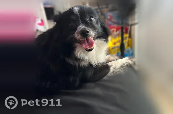 Missing dog Hayward, photo: Lost female dog, 2nd Street, 22813, Hayward — white paws with black spots