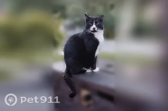 Lost cat, Gresham Lane, 178, Mooresville, Charlotte — friendly black-and-white male - photo