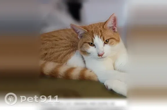 Lost Cat, Shiloh Church Road, 902, Delta — orange and white male - photo